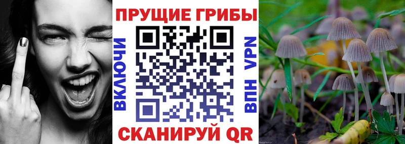 хочу   Шахунья  Псилоцибиновые грибы мухоморы 