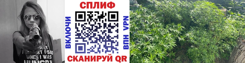 маркетплейс как зайти  mega ТОР  Шахунья  Конопля тримм 